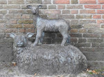 Ooi met lam | Gert Sennema